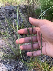 Polygonella gracilis