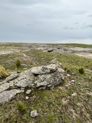 Leistes loyca