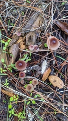 Mycena purpureofusca