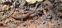 Lepidoblepharis sanctaemartae