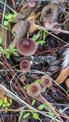 Mycena purpureofusca