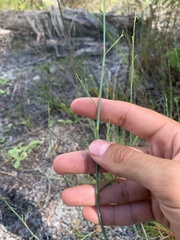 Polygonella gracilis