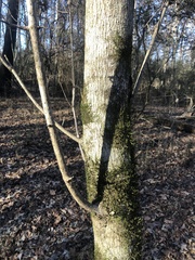 Acer negundo