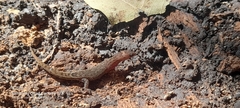 Lepidoblepharis sanctaemartae