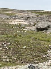 Leistes loyca
