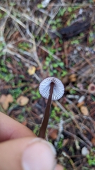 Mycena purpureofusca