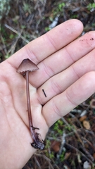 Mycena purpureofusca
