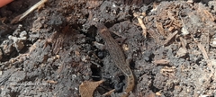 Lepidoblepharis sanctaemartae
