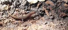 Lepidoblepharis sanctaemartae