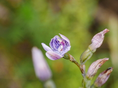 Thelymitra pulchella