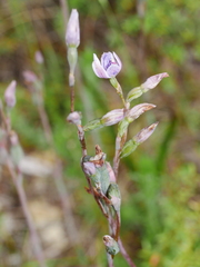 Thelymitra pulchella