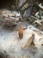 Phytocoris varipes