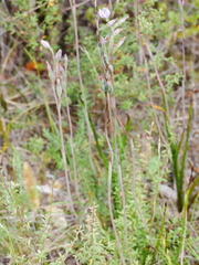 Thelymitra pulchella