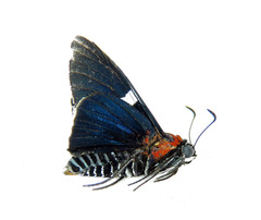 Gunayan rubricollis