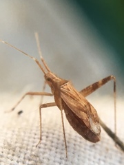 Phytocoris varipes