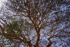 Vachellia leucophloea