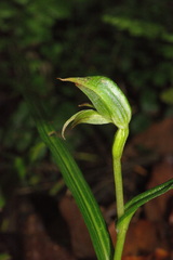 Pterostylis porrecta