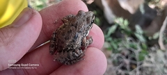 Leptodactylus fragilis