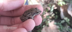 Leptodactylus fragilis