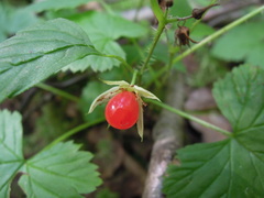 Rubus humulifolius