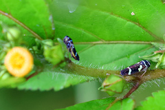 Macugonalia leucomelas