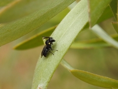 Hylaeus nubilosus