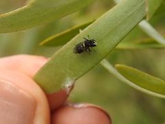 Hylaeus nubilosus