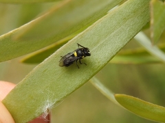 Hylaeus nubilosus