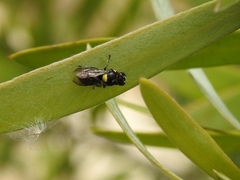 Hylaeus nubilosus