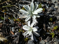 Celmisia angustifolia