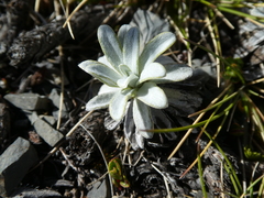 Celmisia angustifolia