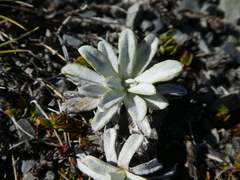 Celmisia angustifolia