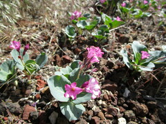 Cycladenia humilis