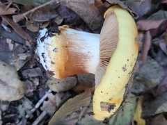 Cortinarius xanthodryophilus