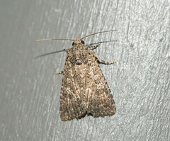 Hypoperigea tonsa