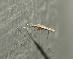 Anopheles annulipes