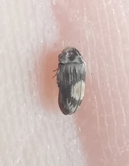 Leanobium flavomaculatum