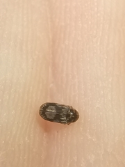 Leanobium flavomaculatum