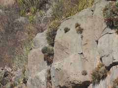 Agave victoriae-reginae