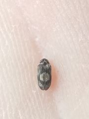 Leanobium flavomaculatum