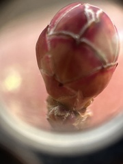 Rhododendron periclymenoides