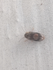 Leanobium flavomaculatum