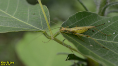 Oecanthus longicauda