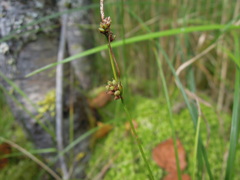 Carex globularis