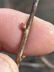 Rhododendron periclymenoides