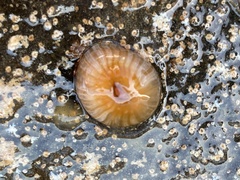 Anthothoe albocincta