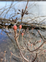 Rhododendron periclymenoides