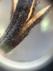 Rhododendron periclymenoides