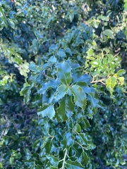 Prunus ilicifolia