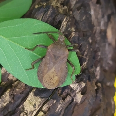 Spartocera